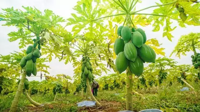 福建种植苦瓜的技术_福建苦瓜种植基地_福建苦瓜种子