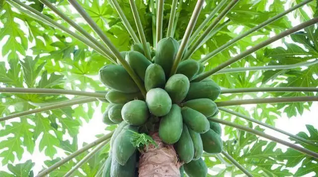 福建苦瓜种子_福建苦瓜种植基地_福建种植苦瓜的技术
