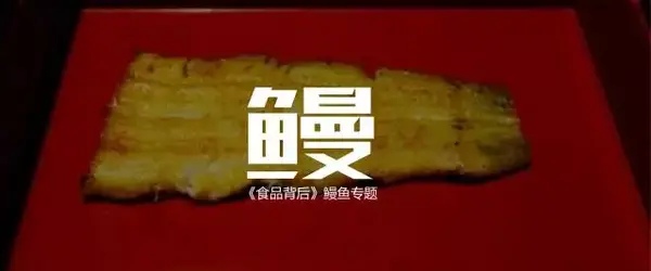 养殖鳗鱼技术视频教程_鳗鱼怎么养殖技术_养殖鳗鱼技术视频