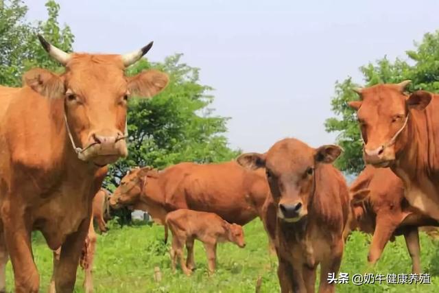 牛的养殖方法：良种牛养殖技术要点