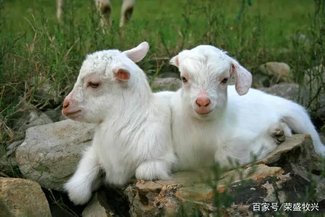貉子养殖技术与管理_貉子养殖前景_养殖貉子图片大全