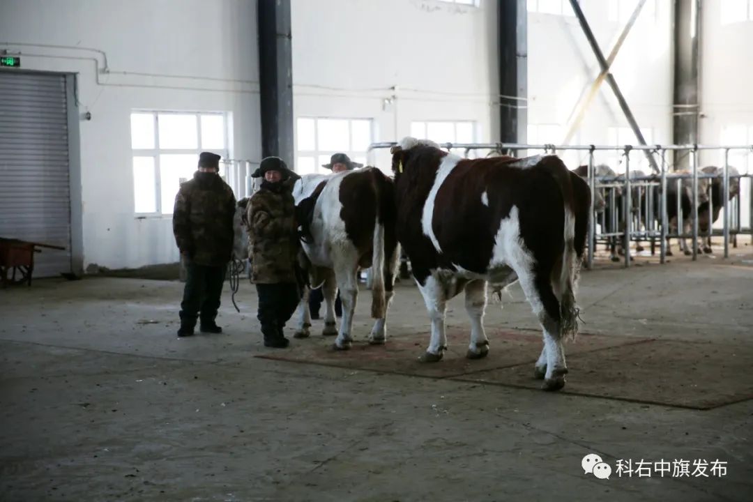 良种牛养殖致富_养牛致富_养牛致富经