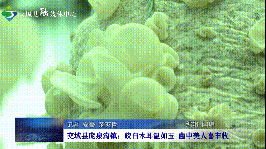 种植木耳致富_木耳种植技术和成本_致富木耳种植技术视频