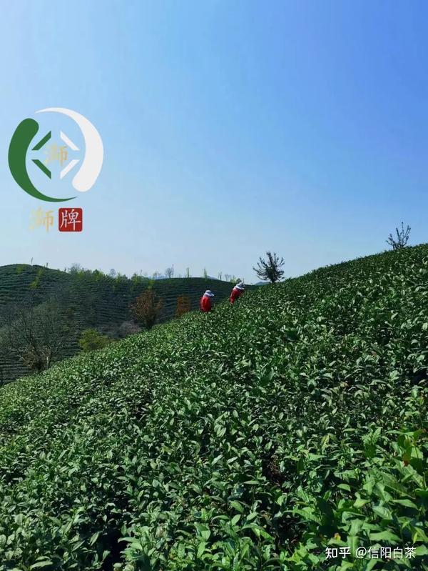 农村种植茶叶赚钱吗_致富种植茶农项目简介_茶农种植致富项目