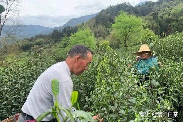 茶农种植致富项目_农村种植茶叶赚钱吗_致富种植茶农项目简介