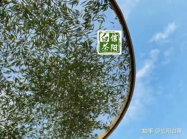 茶农种植致富项目_致富种植茶农项目简介_农村种植茶叶赚钱吗