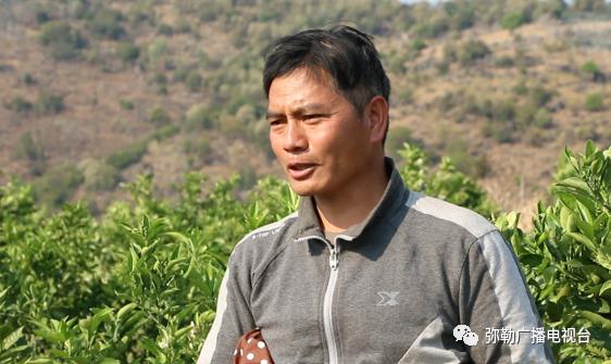 致富梨皇冠种植基地地址_皇冠梨种植条件_皇冠梨种植致富
