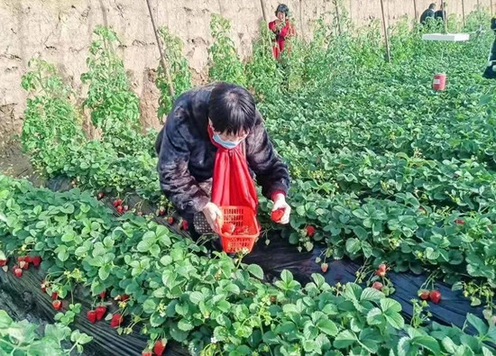 草莓种植户 致富_致富户种植草莓有补贴吗_致富户种植草莓赚钱吗