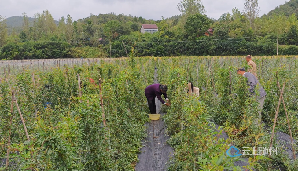 湖北随州：中药材种植走出特色农业致富路