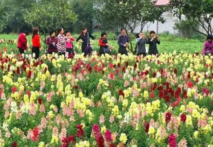 农村创业致富几个好点子，项目致富分析