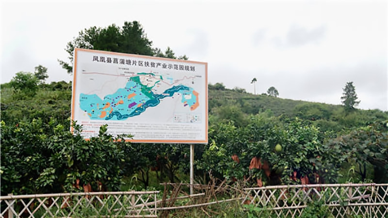 致富柚子种植词语怎么说_柚子种植的优点和缺点_种植柚子致富词
