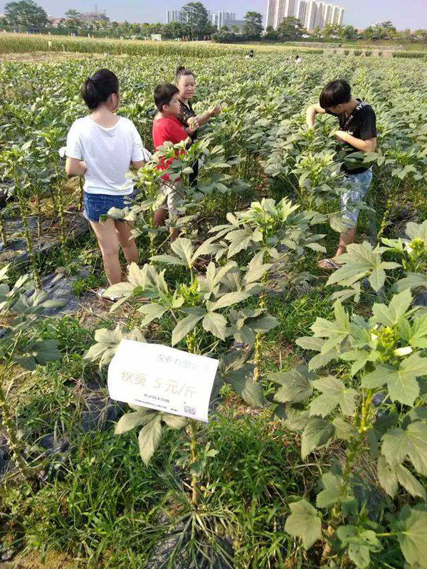 秋葵的价格，秋葵种植前景怎么样？