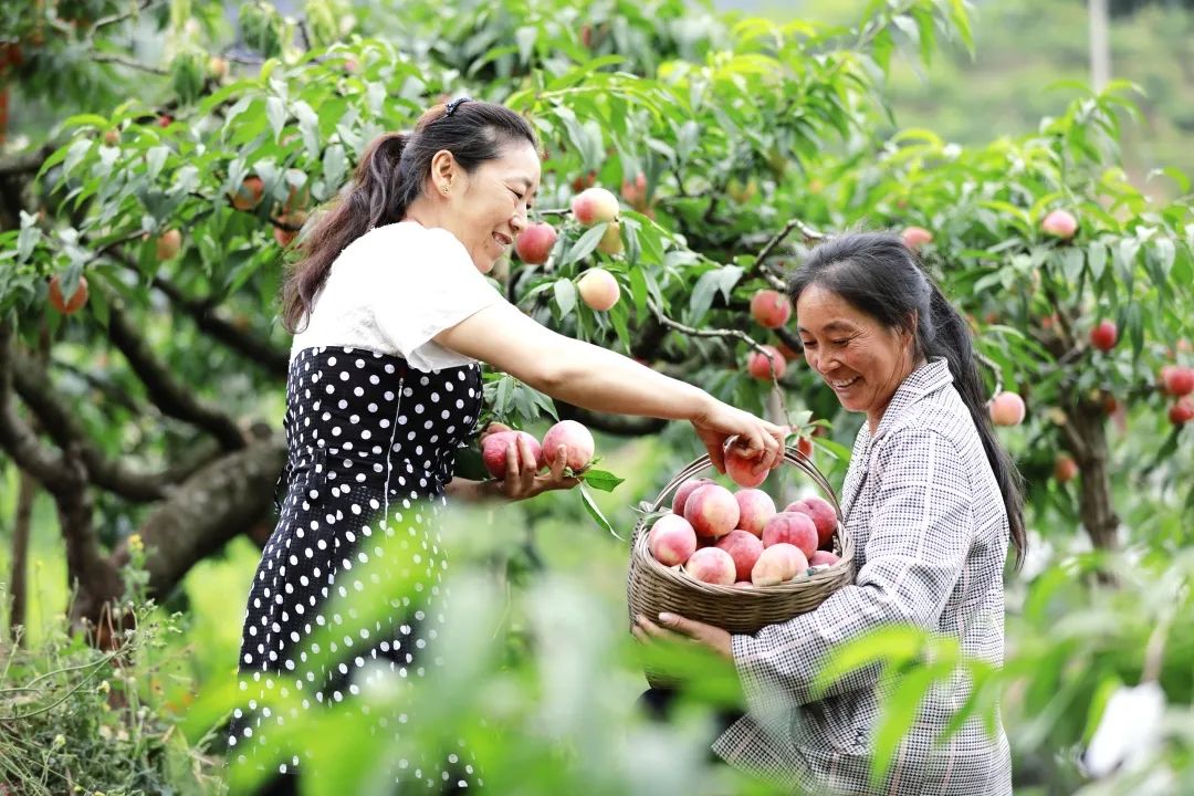 致富经种水果_水果种植致富方法_致富水果种植方法图片