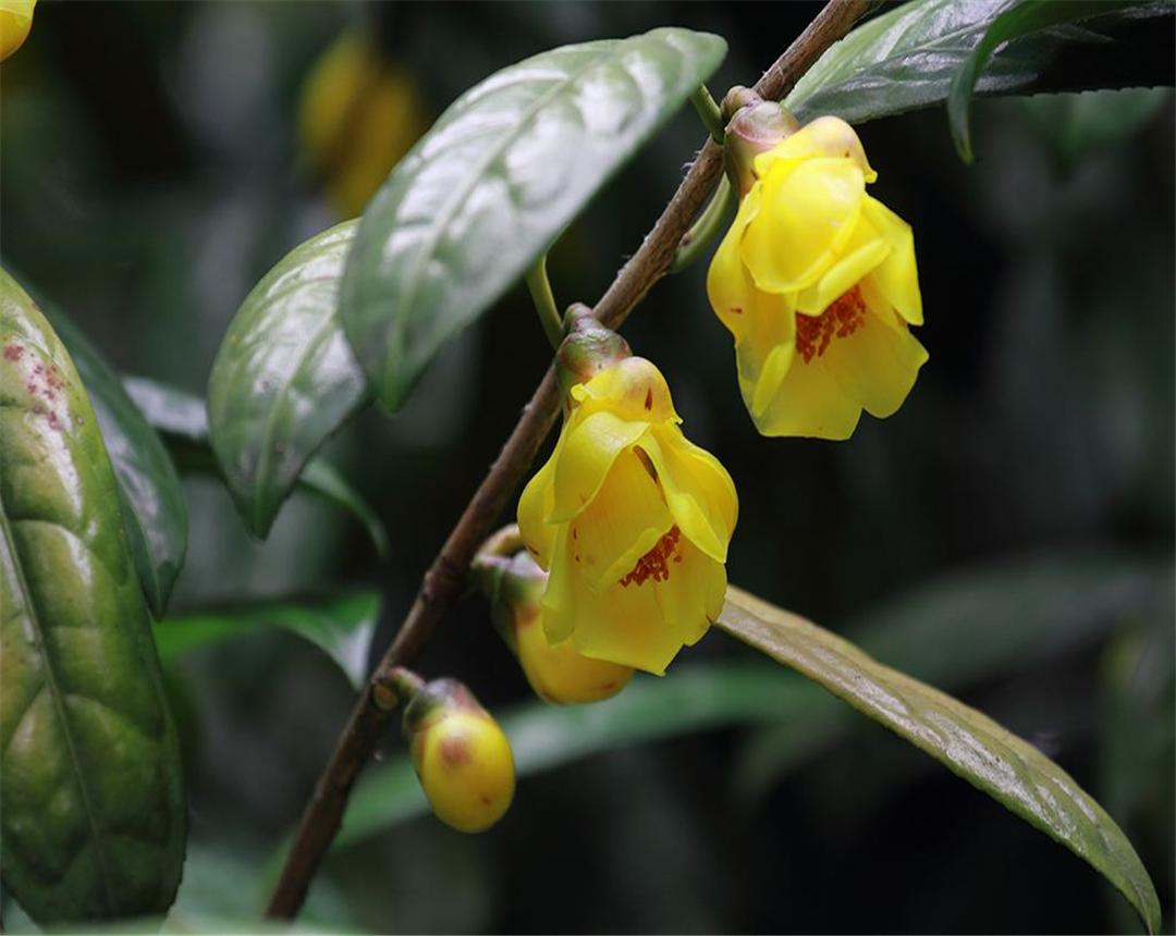 金花茶种植方法与技术要点_金花茶种植技术_种植技术金花茶视频