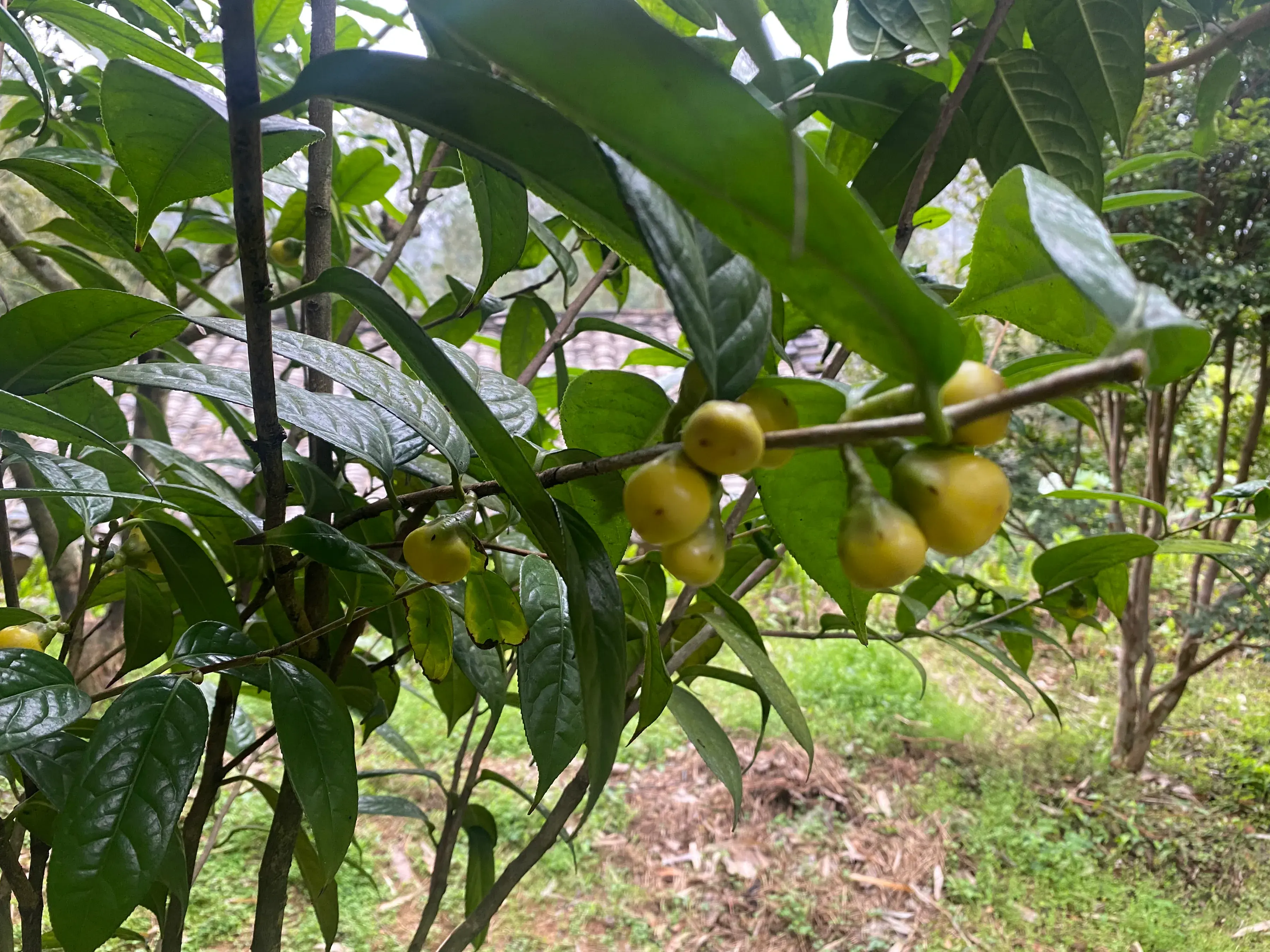【农人可歌】我栽培的金花茶（一）