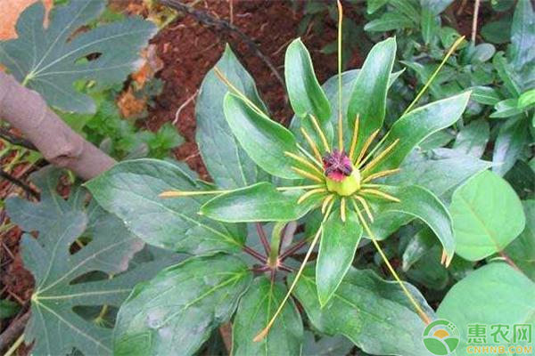 种植重楼是不是骗局_种植致富重楼_种植重楼效益