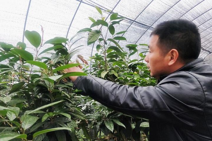 种植技术金花茶的优缺点_种植技术金花茶视频_金花茶种植技术