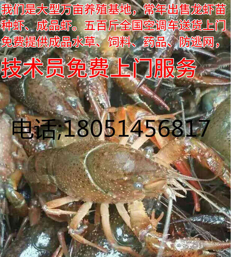 欢迎）广东惠州市小龙虾苗养殖技术/龙虾养殖