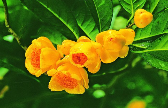 种好金花茶，助你奔小康