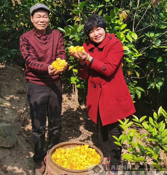 金花茶种植技术_种植技术金花茶视频_金花茶种植方法与技术要点