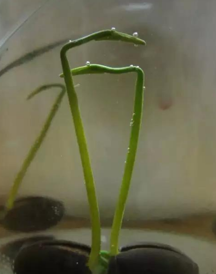 藕种植技术发展趋势_藕种植新技术_连藕种植技术