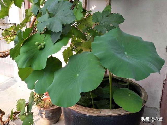连藕种植技术_浅水藕种植技术_藕种植新技术