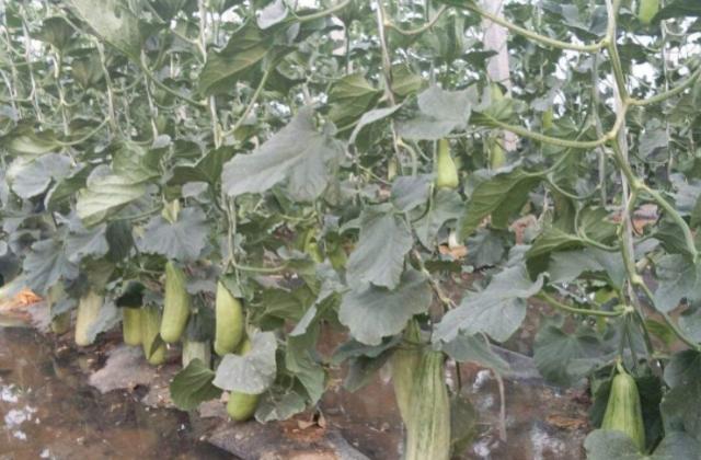 致富种植视频全集_种植致富宝典_种植中科甜1号可致富吗