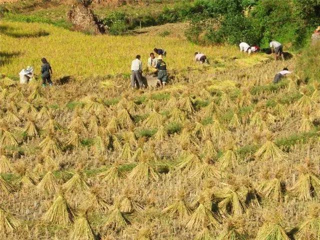 养殖麂子需要什么条件_麂子养殖致富_致富养殖麂子图片