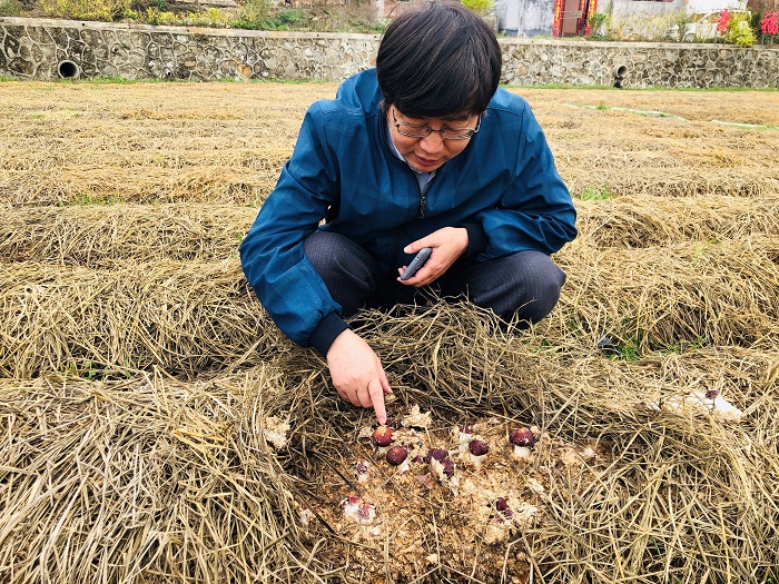 华南植物园“中科1号红松茸”入选广州市农业主导品种