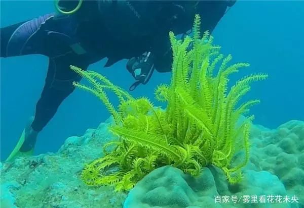 鱼缸养殖水草的攻略_鱼缸水草养殖致富_致富鱼缸养殖水草视频