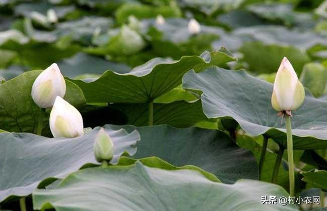 连藕种植技术_莲子藕种植技术_藕种植新技术