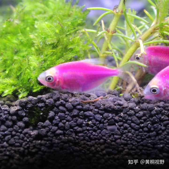 致富小鸟养殖项目有哪些_小鸟养殖致富项目_致富经养鸟致富视频