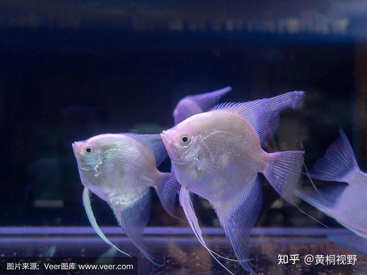 致富小鸟养殖项目有哪些_致富经养鸟致富视频_小鸟养殖致富项目