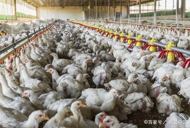 怎样养殖散养鸡_散养鸡技术与养殖配方_养散养鸡赚钱吗