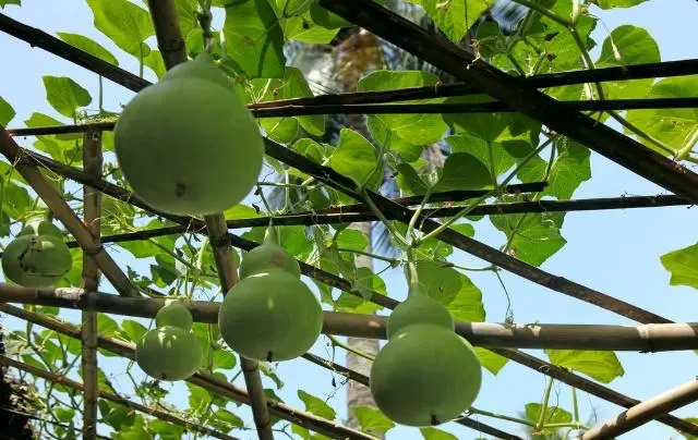 胡芦种法_胡芦种植技术_芦葫种怎么种