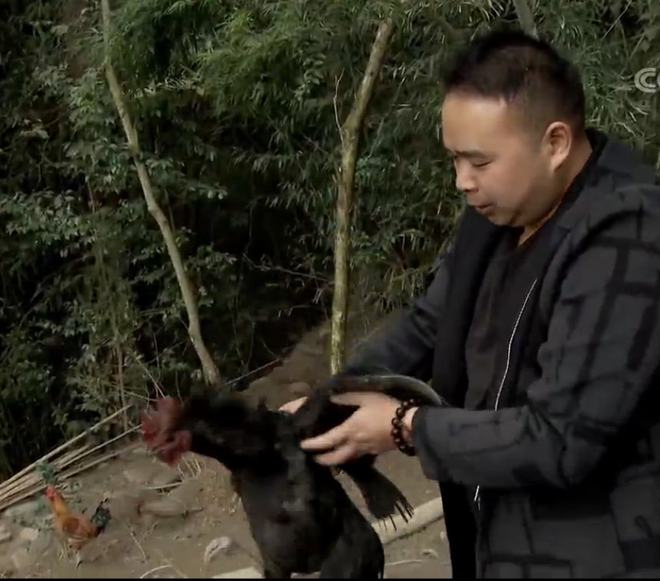 绿色养殖鸡_致富经养殖五黑一绿土鸡_致富养殖绿土鸡黑鸡图片