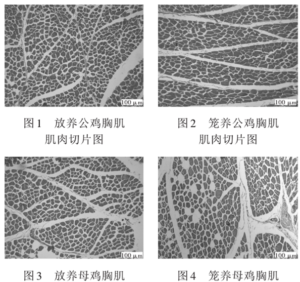 怎样养殖散养鸡_散养鸡技术与养殖配方_配方养殖散养鸡技术规范