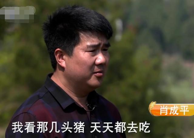 致富经草料喂猪_种草喂猪致富视频_喂猪专用草