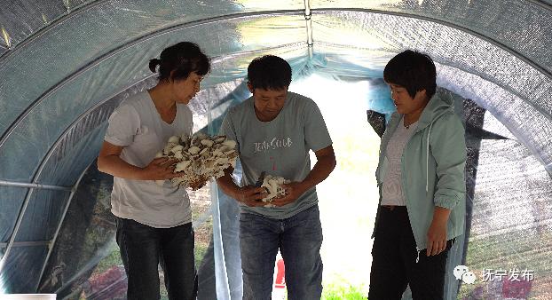种植室内致富_室内种植什么赚钱_室内种植致富项目