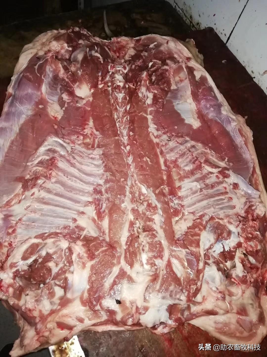 种草喂猪致富视频_用草喂猪致富经_致富经草料喂猪