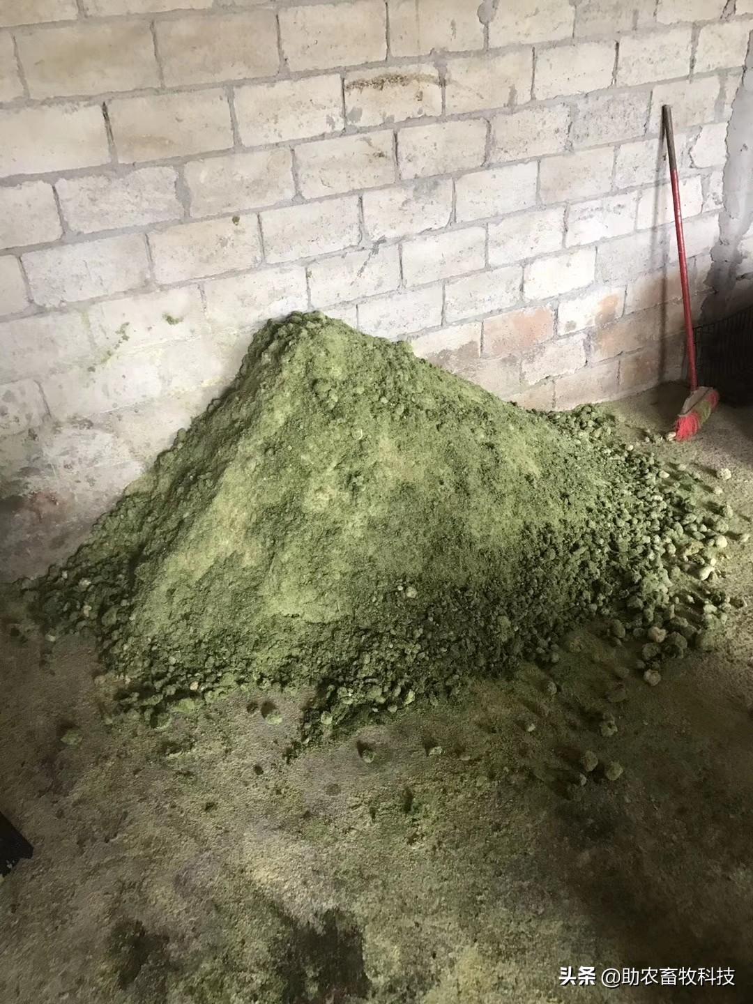 致富经草料喂猪_种草喂猪致富视频_用草喂猪致富经