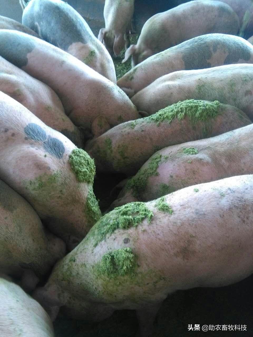 用草喂猪致富经_致富经草料喂猪_种草喂猪致富视频