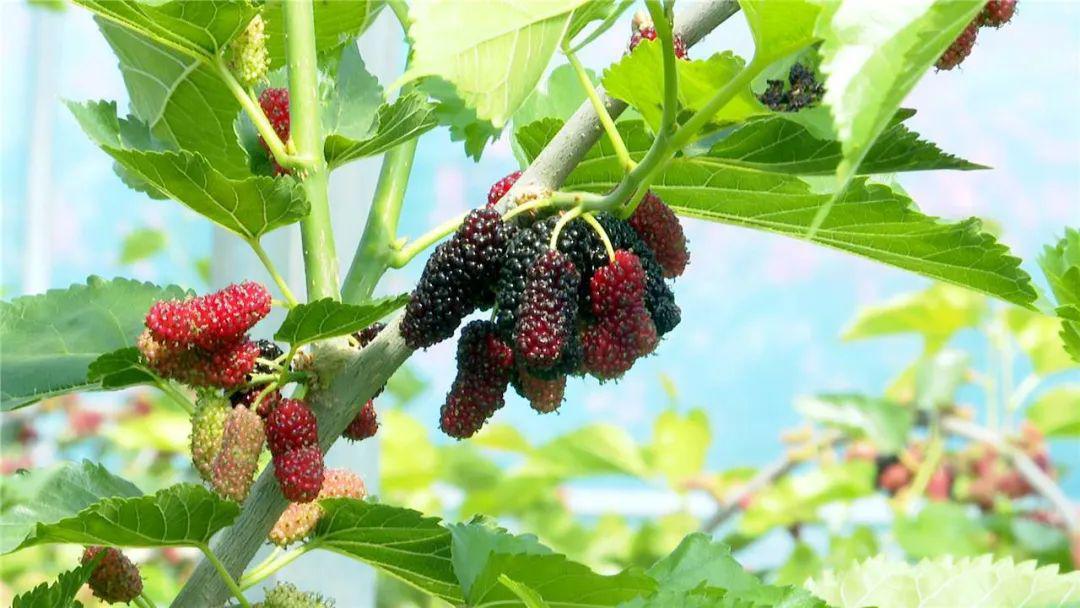 致富经桑果种植_致富种植桑果图片_致富种植桑果树视频
