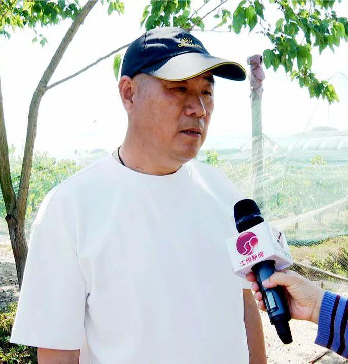 致富种植桑果树视频_致富经桑果种植_致富种植桑果图片