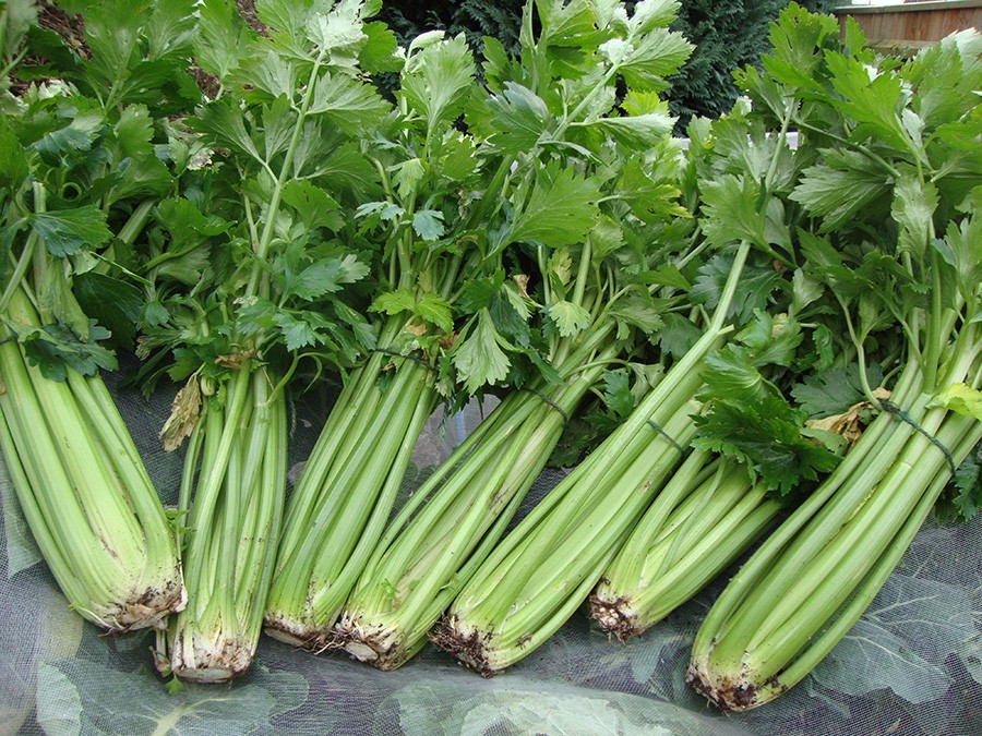 芹菜种植_春天芹菜种植技术_芹菜种植春天技术要点