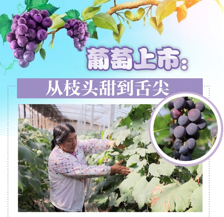 【寿光】葡萄上市：从枝头甜到舌尖