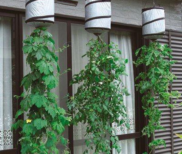 芹菜种植_春天芹菜种植技术_芹菜种植春天技术要点