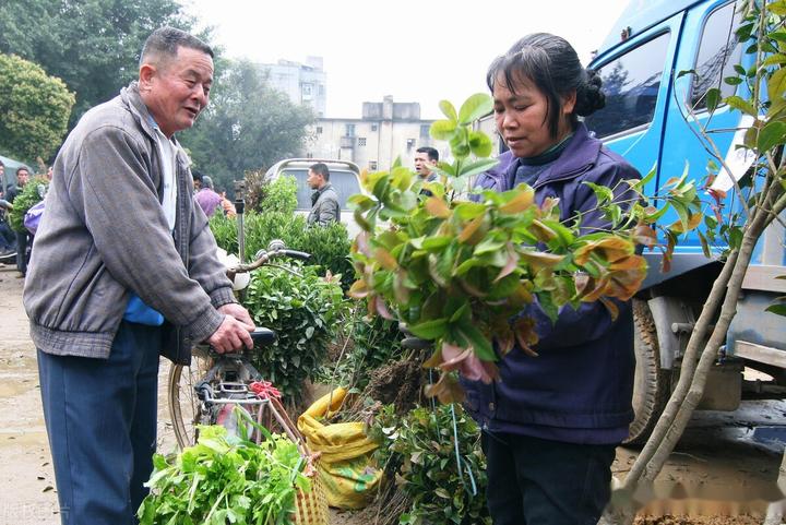 盆栽桂花长得好的几个小诀窍