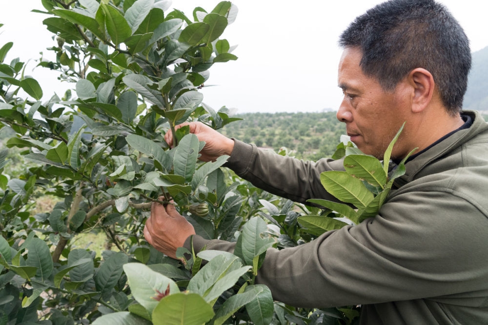 石缝里种什么植物最好_石缝适合种植什么草_石缝里种植致富