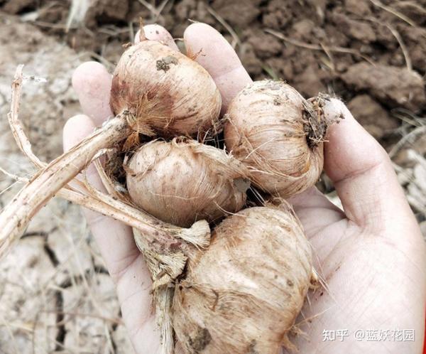 盆栽种植技术佛手_盆栽佛手的栽培管理方法_盆栽种植佛手技术要点
